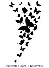 black butterfly, isolated on a white