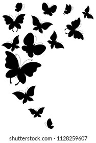 black butterfly, isolated on a white