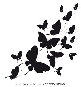 black butterfly, isolated on a white