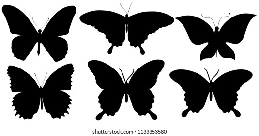 black butterfly, isolated on a white