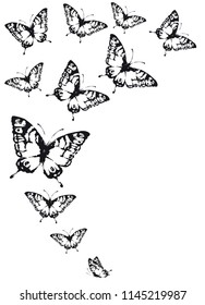 black butterfly, isolated on a white