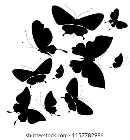 black butterfly, isolated on a white