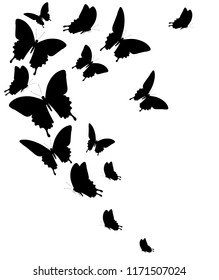 black butterfly, isolated on a white