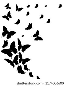 black butterfly, isolated on a white