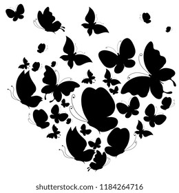 black butterfly, isolated on a white