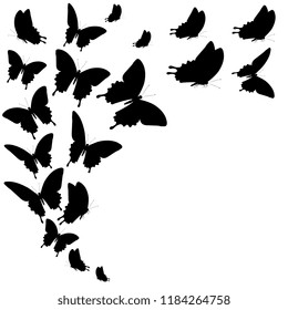 black butterfly, isolated on a white