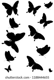 black butterfly, isolated on a white