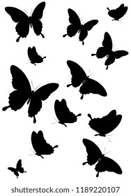 black butterfly, isolated on a white