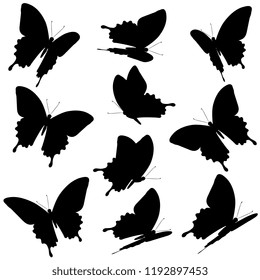 black butterfly, isolated on a white