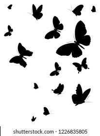 black butterfly, isolated on a white