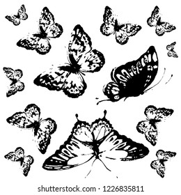 black butterfly, isolated on a white