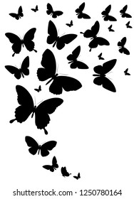 black butterfly, isolated on a white