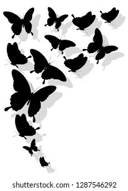 black butterfly, isolated on a white