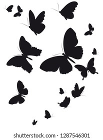 black butterfly, isolated on a white