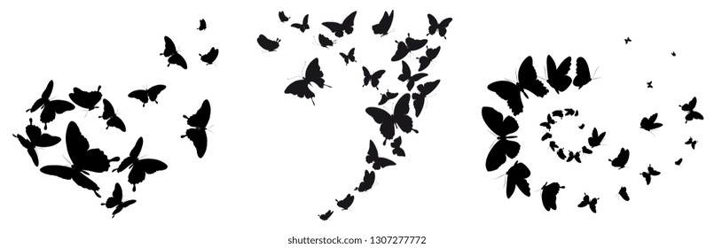 black butterfly, isolated on a white
