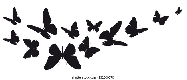 black butterfly, isolated on a white