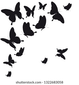 black butterfly, isolated on a white