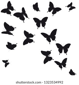 black butterfly, isolated on a white