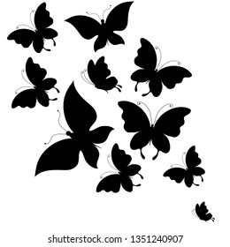 black butterfly, isolated on a white