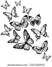 black butterfly, isolated on a white