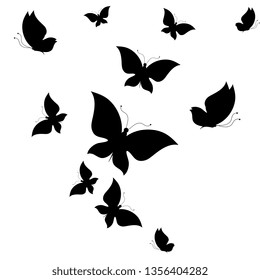 black butterfly, isolated on a white