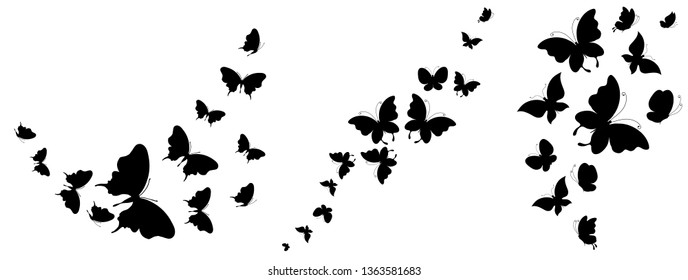 black butterfly, isolated on a white