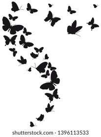 black butterfly, isolated on a white
