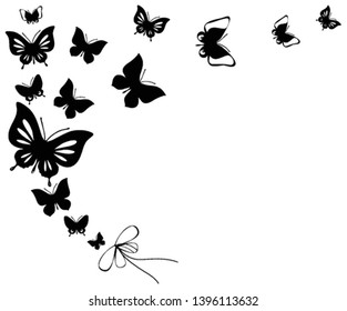 black butterfly, isolated on a white