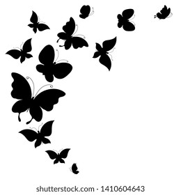 black butterfly, isolated on a white