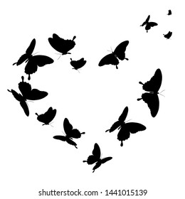 black butterfly, isolated on a white
