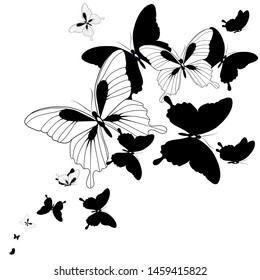black butterfly, isolated on a white