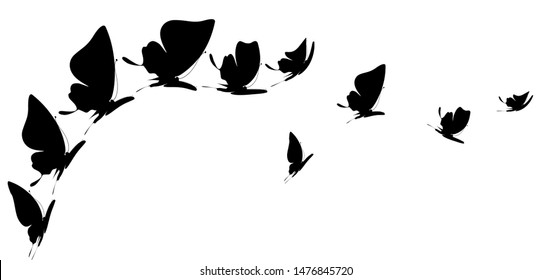 black butterfly, isolated on a white