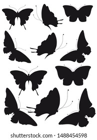 black butterfly, isolated on a white