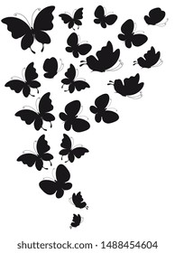 black butterfly, isolated on a white