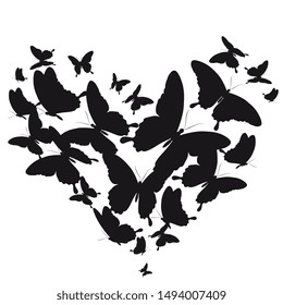 black butterfly, isolated on a white