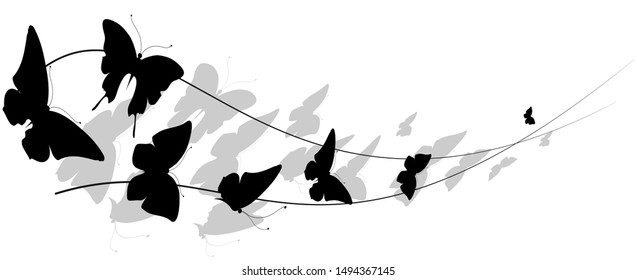 black butterfly, isolated on a white