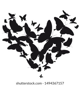 black butterfly, isolated on a white