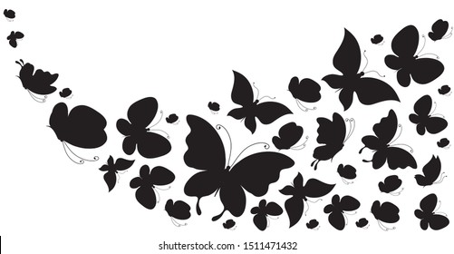 black butterfly, isolated on a white