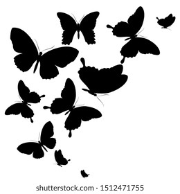 black butterfly, isolated on a white