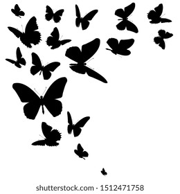 black butterfly, isolated on a white