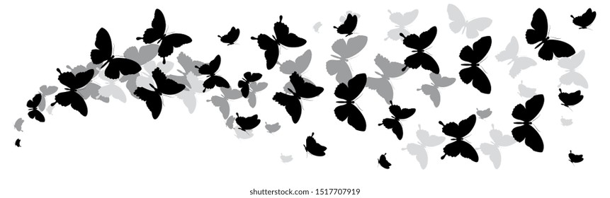 black butterfly, isolated on a white