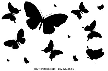 black butterfly, isolated on a white