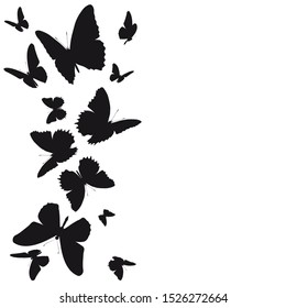 black butterfly, isolated on a white