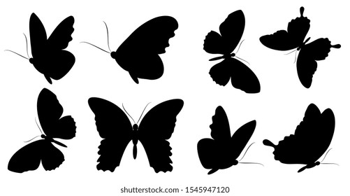 black butterfly, isolated on a white