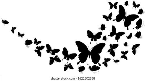 black butterfly, isolated on a white