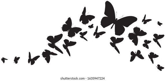 black butterfly, isolated on a white