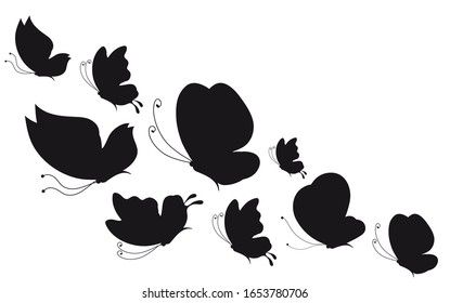 black butterfly, isolated on a white