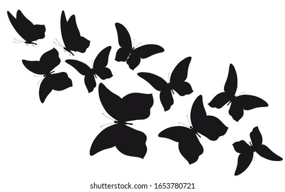 black butterfly, isolated on a white