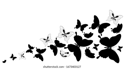 black butterfly, isolated on a white