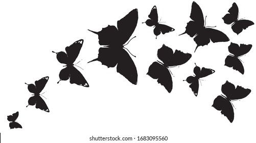 black butterfly, isolated on a white